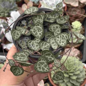 Ceropegia Woodii