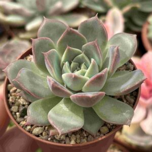 Echeveria Dior