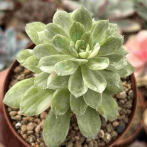 Echeveria Bradburiana Variegada