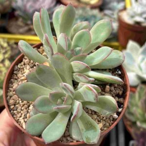 Echeveria Pink Line