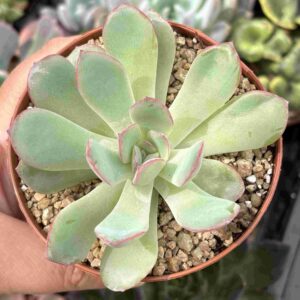Echeveria Pink Line