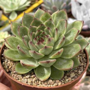 Echeveria Moonstone