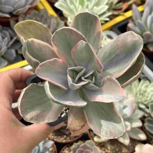 Echeveria Decora