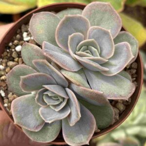 Echeveria Blue Surprise (doble)