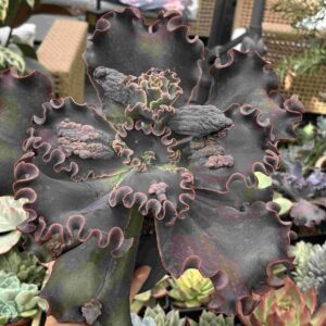 Echeveria Thanos (carunculada, roseta 32cm) )