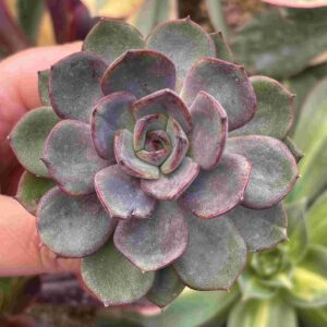 Echeveria Black Blullet (w)