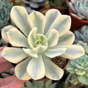 Echeveria Akaihosi Variegada