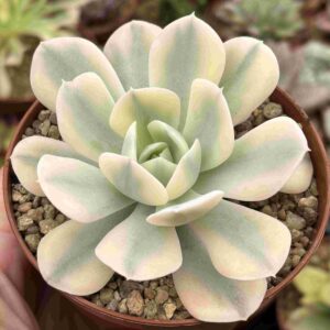 Echeveria Akaihosi Variegada