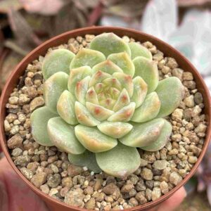 Echeveria Gang Yi (koreana)