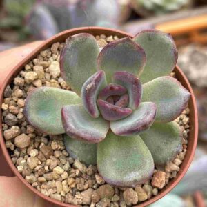 Echeveria Odette
