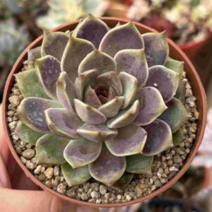 Echeveria Greslin (talla L)