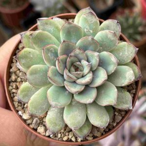 Echeveria Pulidonis