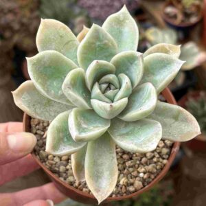 Graptoveria Fantome