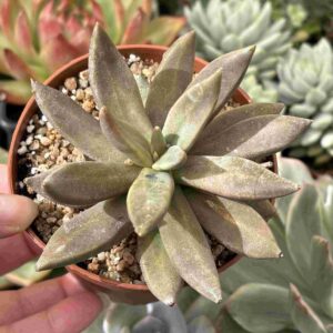 Echeveria Humilis Camargo