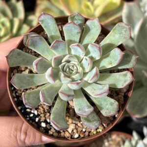 Echeveria Texensis