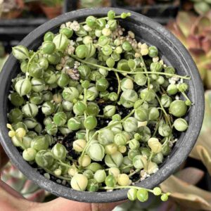 Curio Rowleyanus Variegado (rosario variegado)