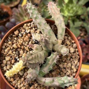 Huernia Variegata