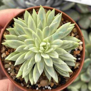 Sedeveria Fanfare Variegada