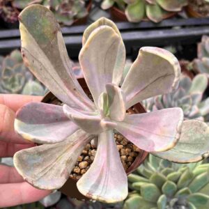 Echeveria Pampoteus Variegada