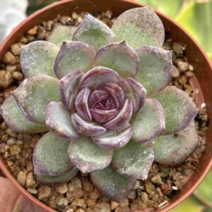Echeveria Odette