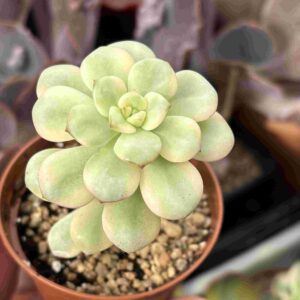 Echeveria Tango Variegada