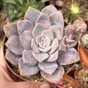 Echeveria Bianca