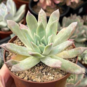 Echeveria Colorata Brandtii
