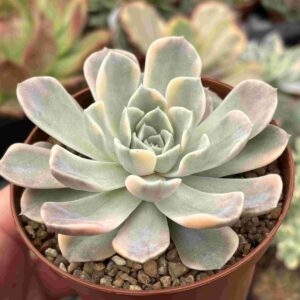 Echeveria Tiny Burger Variegada