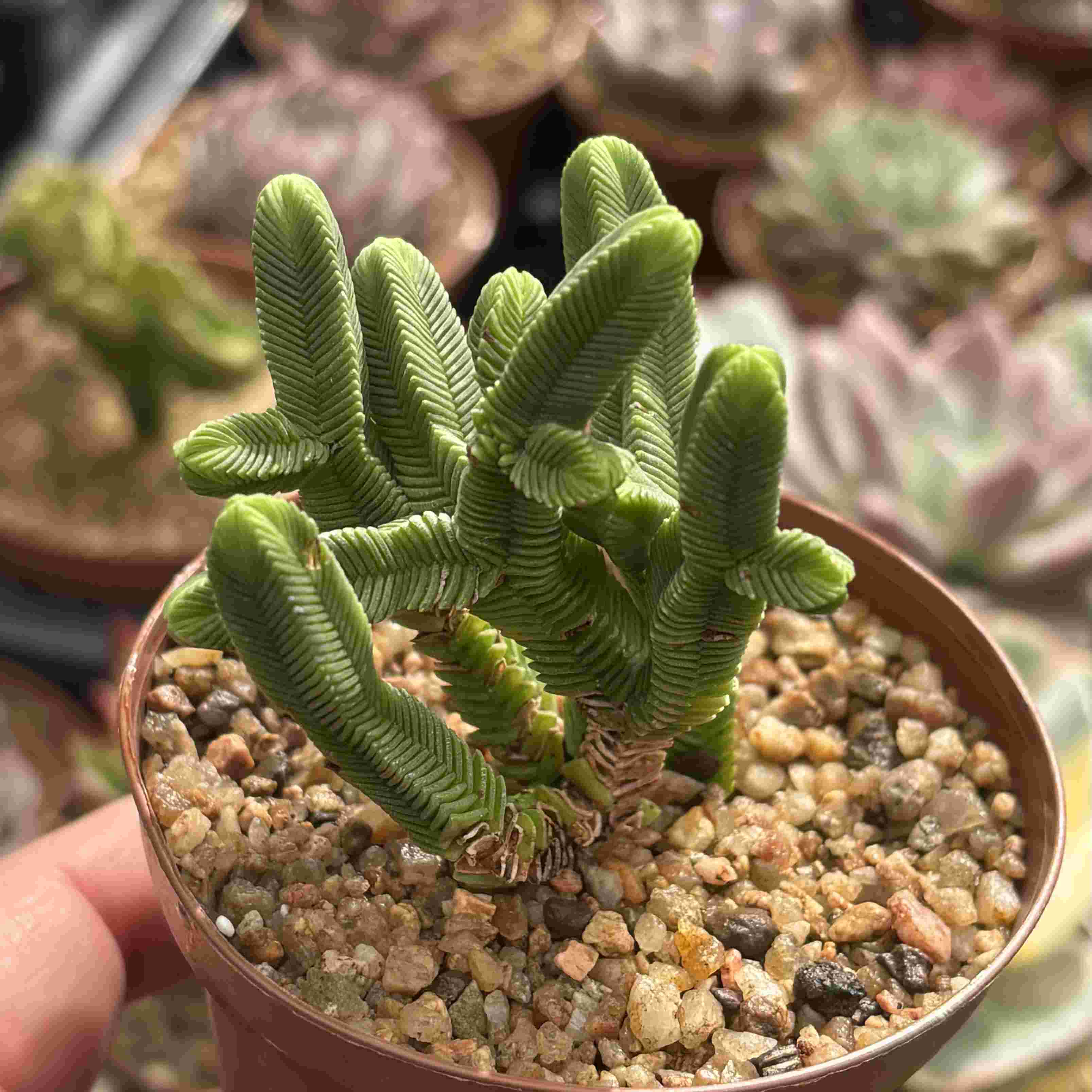 Crassula Pyramidalis