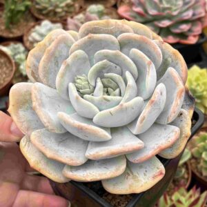 Echeveria Moondust (XL)