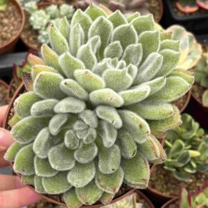 Echeveria Setosa Doris Taylor (doble)