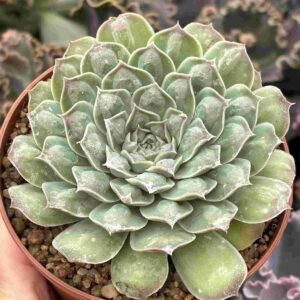 Echeveria Heart's Choice