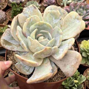 Echeveria Moondust (monstruosa, con hijo)