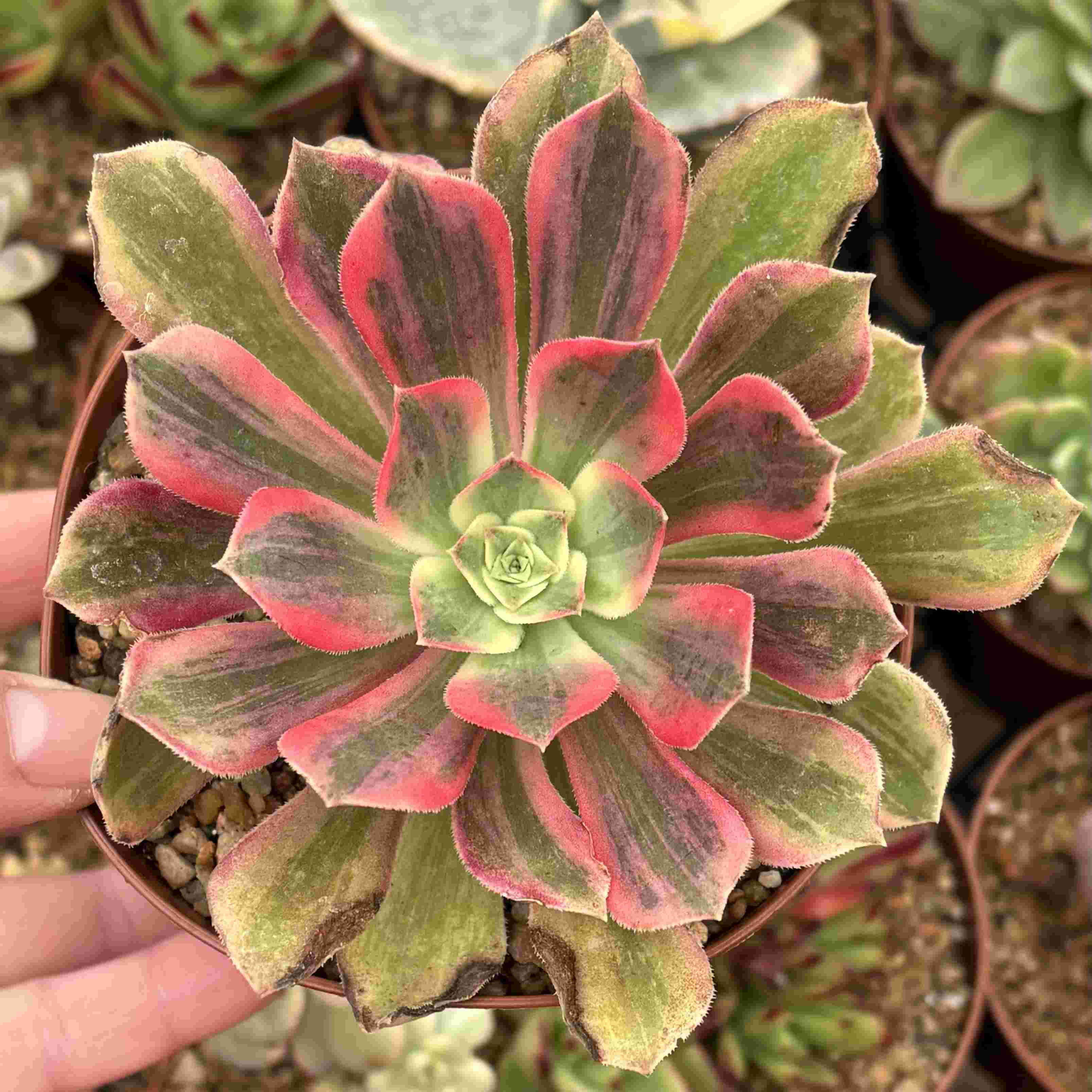 Aeonium Pink Witch Silk