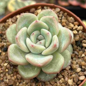 Echeveria Amabile (talla M)