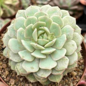 Echeveria Captan Hay