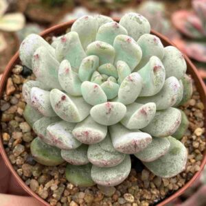 Echeveria Baena
