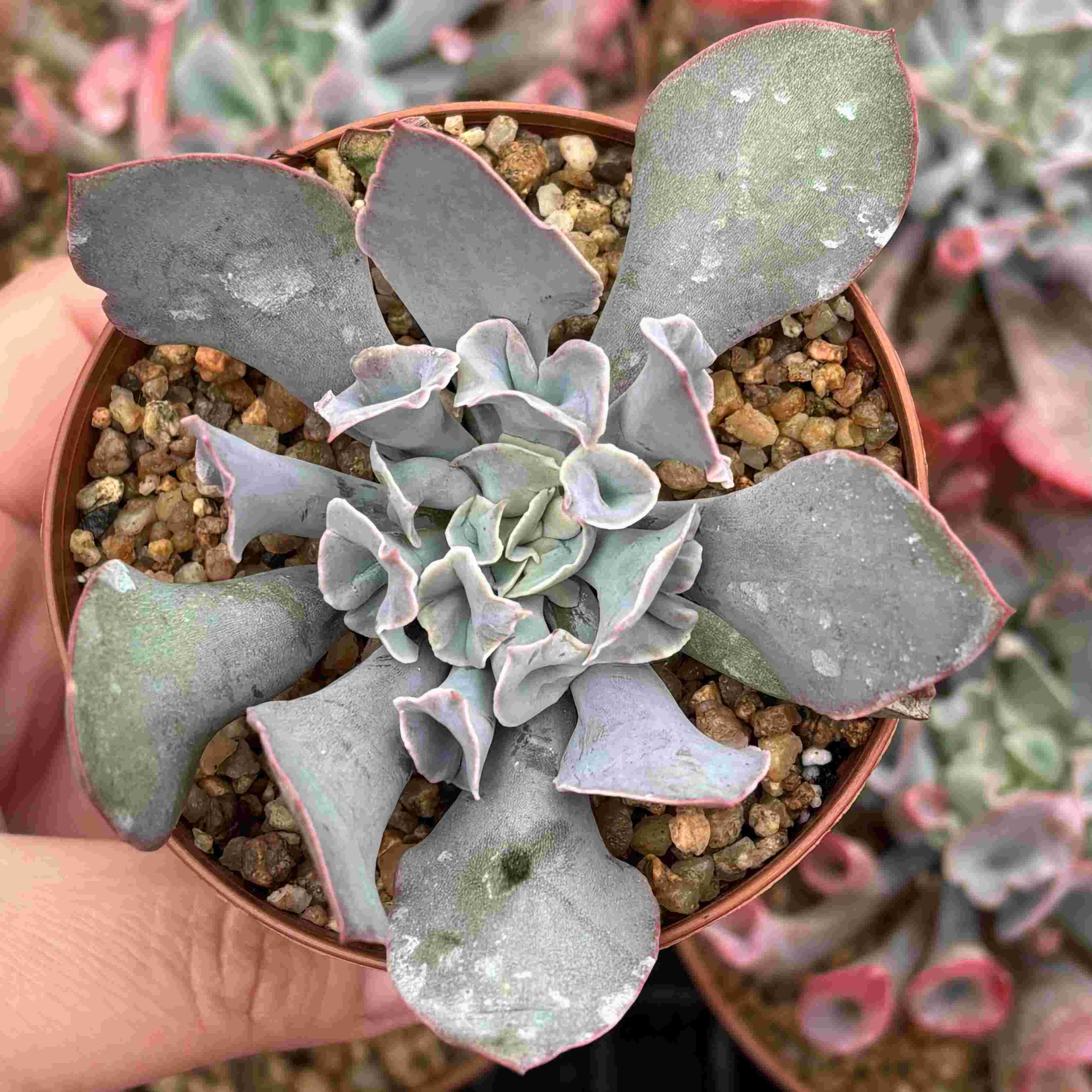 Echeveria Trumpet