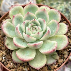 Echeveria Silhouette