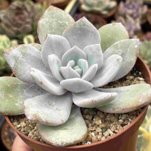 Echeveria Cream Tea