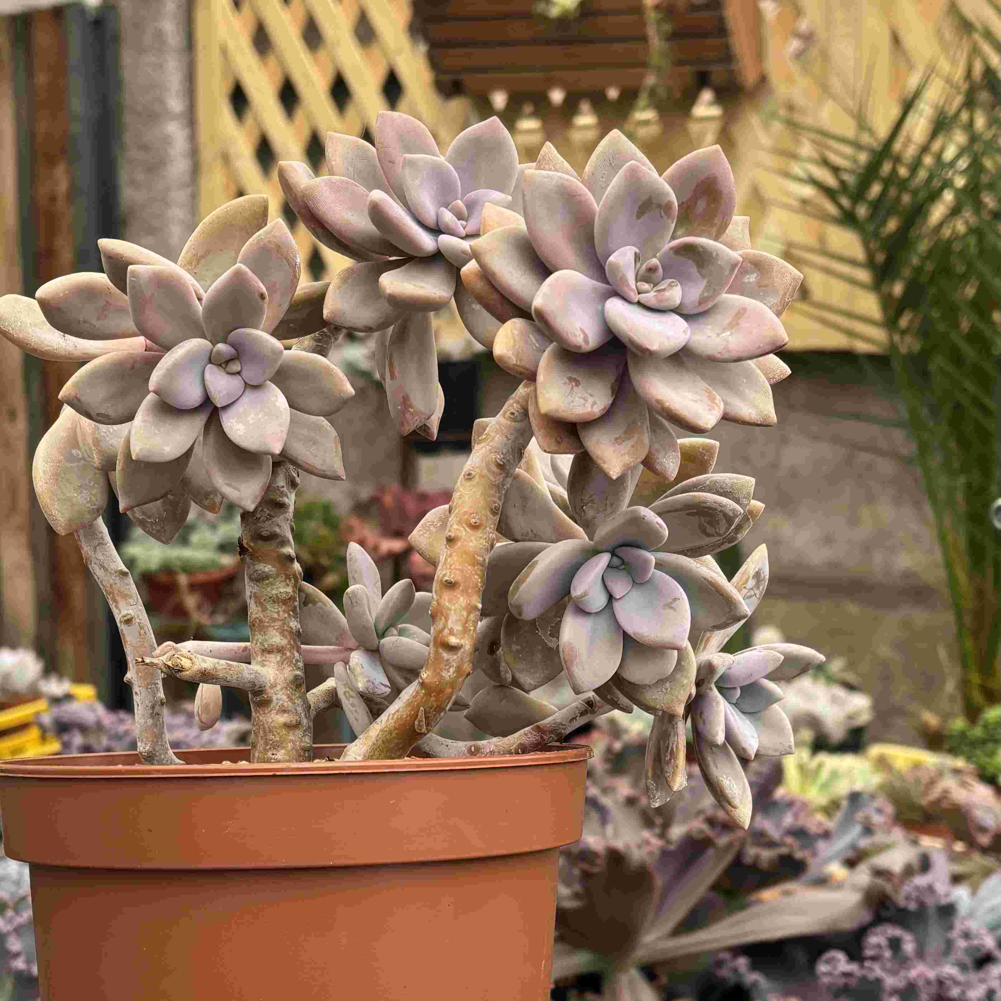 Colonia Graptopetalum Murasaki