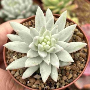 Sedum Morganianum Variegado (sedum burrito variegado)