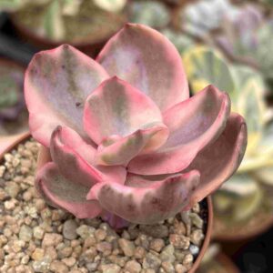 Echeveria Golden State Variegada
