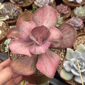 Echeveria Pharaoh