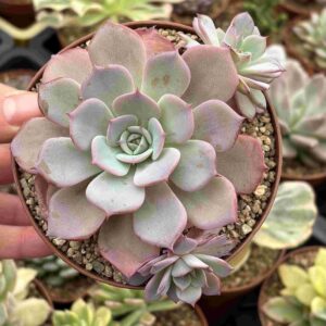 Colonia Echeveria Azulita