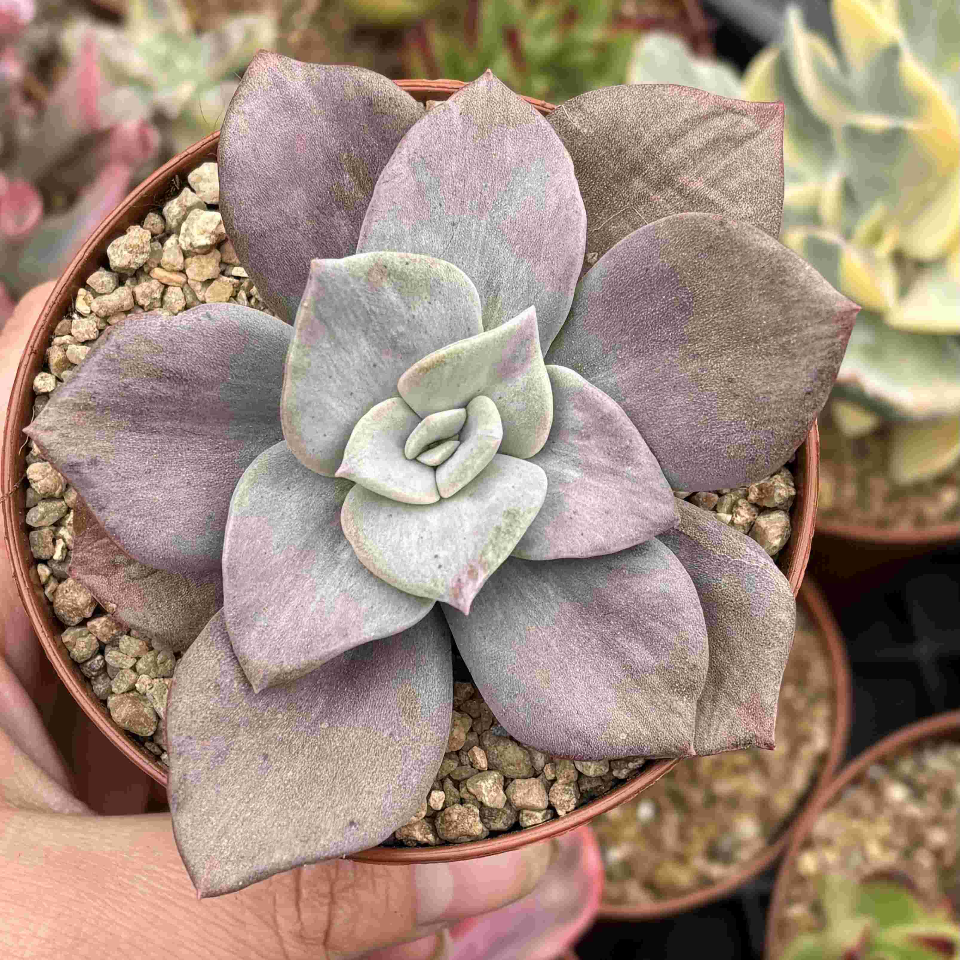 Graptoveria Albert Baynes Variegada