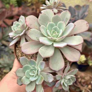 Colonia Echeveria Azulita