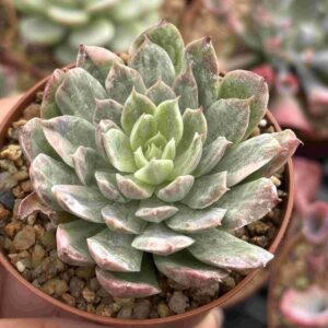Echeveria Bradburyana Variegada