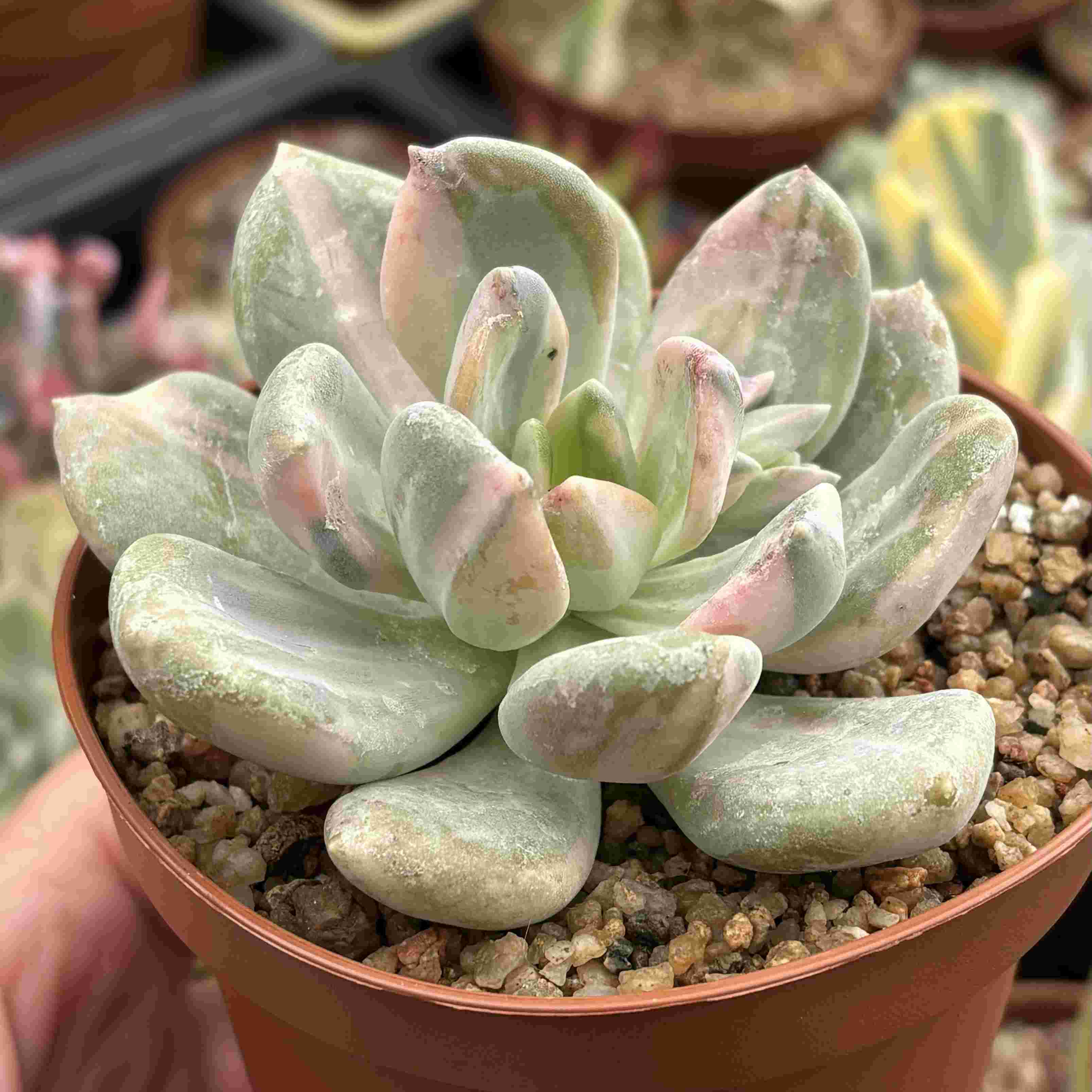 Pachyphytum Supreme Variegado