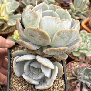 Echeveria Moondust (con hijo)